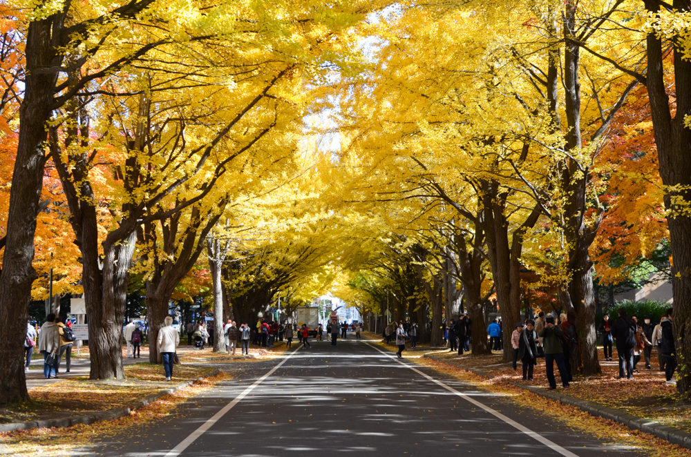 About Hokkaido University